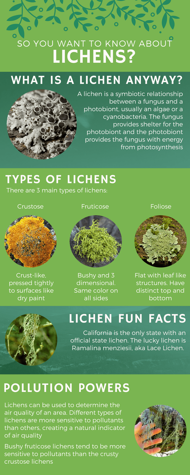 So you want to know about lichens